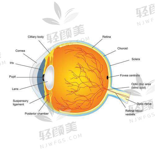 张华医生擅长项目怎么样？