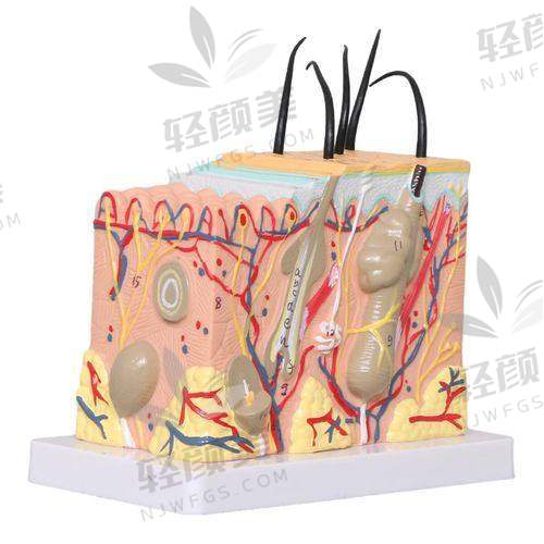 徐鸿儒医生荣誉资质